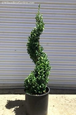 Green Mountain Boxwood Spiral Topiary - 5 Gallon Pot -SHRUBS and BUSHES Shop Boxwood Green Mountain Spiral 1 1