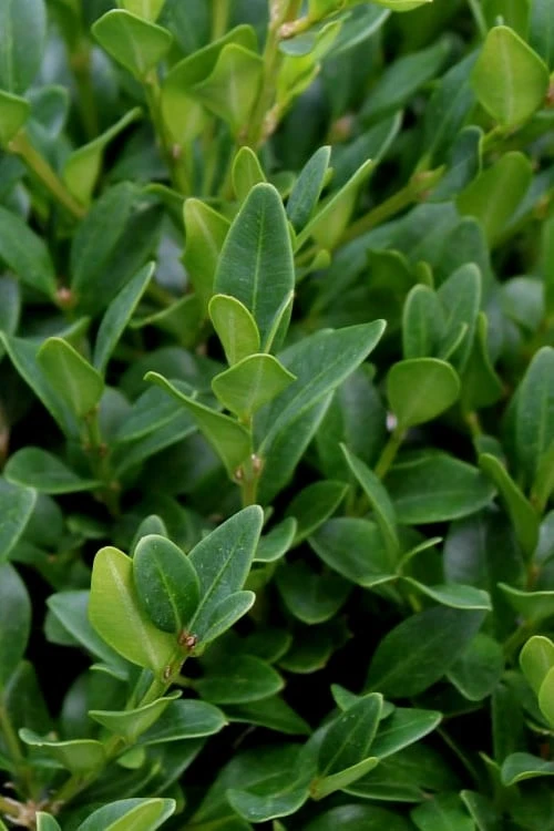 Green Velvet Boxwood - 7 Gallon Pot 8 Green Velvet Boxwood - 7 Gallon Pot - Image 6
