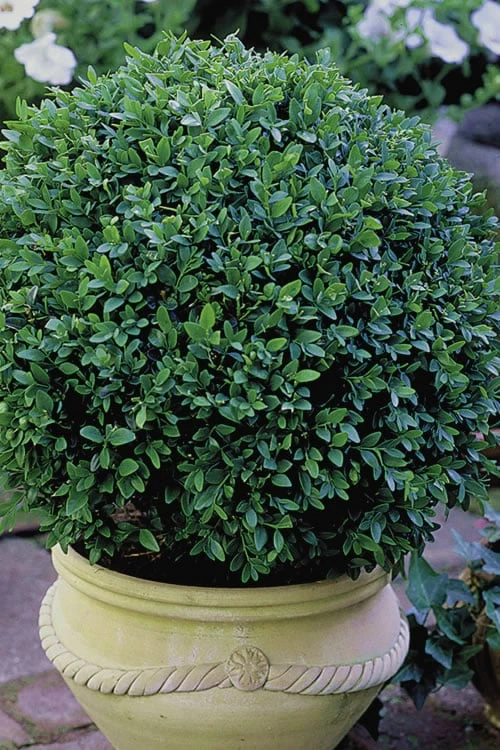 Green Velvet Boxwood - 7 Gallon Pot 7 Green Velvet Boxwood - 7 Gallon Pot - Image 5