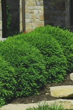 Green Velvet Boxwood - 1 Gallon Pot -SHRUBS and BUSHES Shop Boxwood Green Velvet 7 1