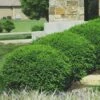 Green Velvet Boxwood - 7 Gallon Pot -SHRUBS and BUSHES Shop Boxwood Green Velvet 8