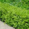 Japanese Boxwood - Buxus Microphylla - 6 Pack Of 1 Gallon Pots -SHRUBS and BUSHES Shop Boxwood Japanese 500x750 1