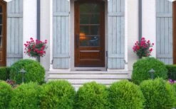 Japanese Boxwood - Buxus Microphylla - 6 Pack Of 1 Gallon Pots -SHRUBS and BUSHES Shop Boxwood Japanese Entryway