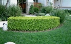Japanese Boxwood - Buxus Microphylla - 6 Pack Of 1 Gallon Pots -SHRUBS and BUSHES Shop Boxwood Japanese Hedge
