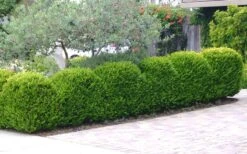 Japanese Boxwood - Buxus Microphylla - 6 Pack Of 1 Gallon Pots -SHRUBS and BUSHES Shop Boxwood Japanese Hedge 3