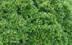 Justin Brouwers Dwarf Boxwood - 6 Pack Of 1 Gallon Pots -SHRUBS and BUSHES Shop Boxwood Justin Brouwers Leaves