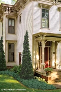 Pyramid Boxwood (Buxus Sempervirens 'Pyramidalis) - 1 Gallon Pot 9 Pyramid Boxwood (Buxus Sempervirens 'Pyramidalis) - 1 Gallon Pot -SHRUBS and BUSHES Shop Boxwood Pyramidalis 11