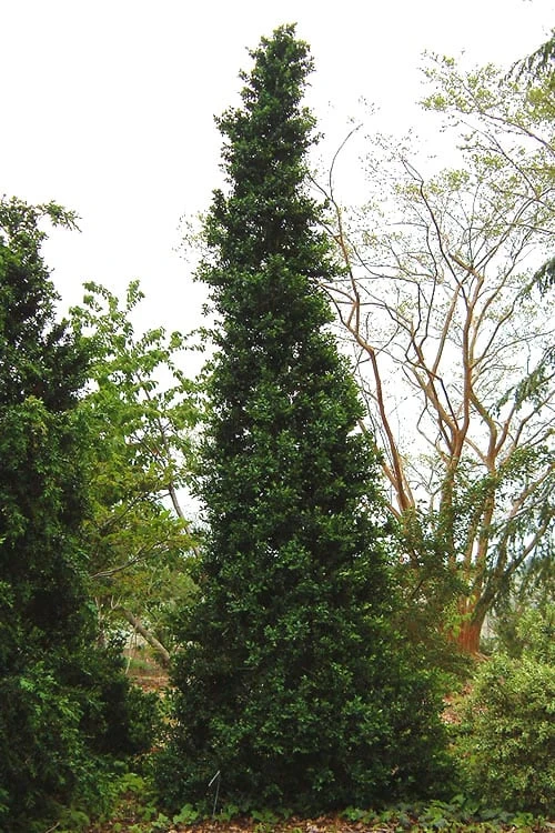 Pyramid Boxwood (Buxus Sempervirens 'Pyramidalis) - 1 Gallon Pot 3 Pyramid Boxwood (Buxus Sempervirens 'Pyramidalis) - 1 Gallon Pot