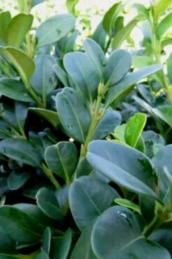 Shadow Sentry Pyramidal Boxwood - 3 Gallon Pot -SHRUBS and BUSHES Shop Boxwood Shadow Sentry 1