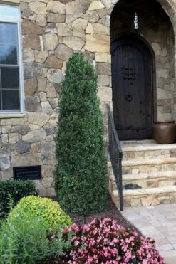 Shadow Sentry Pyramidal Boxwood - 3 Gallon Pot -SHRUBS and BUSHES Shop Boxwood Shadow Sentry 3