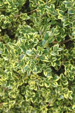 Sunburst Variegated Korean Boxwood - 1 Gallon Pot -SHRUBS and BUSHES Shop Boxwood Sunburst 2