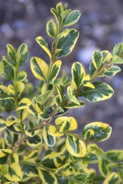 Sunburst Variegated Korean Boxwood - 1 Gallon Pot -SHRUBS and BUSHES Shop Boxwood Sunburst