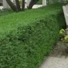 Wintergreen Boxwood - 3 Gallon Pot -SHRUBS and BUSHES Shop Boxwood Wintergreen 10 2