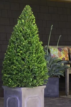 Wintergreen Boxwood - 3 Gallon Pot -SHRUBS and BUSHES Shop Boxwood Wintergreen 11 2