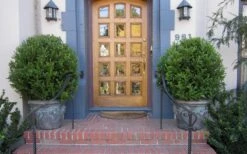 Wintergreen Boxwood - 3 Gallon Pot -SHRUBS and BUSHES Shop Boxwood Wintergreen 12 2