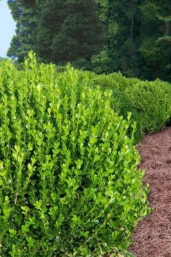 Wintergreen Boxwood - 3 Gallon Pot -SHRUBS and BUSHES Shop Boxwood Wintergreen 500x750 3