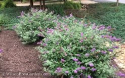 Lo & Behold Blue Chip Dwarf Butterfly Bush - 3 Gallon Pot -SHRUBS and BUSHES Shop Butterfly Bush Blue Chip 50