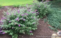 Lo & Behold Blue Chip Dwarf Butterfly Bush - 3 Gallon Pot -SHRUBS and BUSHES Shop Butterfly Bush Blue Chip Buddleia wb