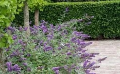 Lo & Behold Blue Chip Dwarf Butterfly Bush - 3 Gallon Pot -SHRUBS and BUSHES Shop Butterfly Bush Blue Chip Massed