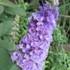 Lo & Behold Blue Chip Dwarf Butterfly Bush - 3 Gallon Pot -SHRUBS and BUSHES Shop Butterfly Bush Blue Chip Rev 500x750 1