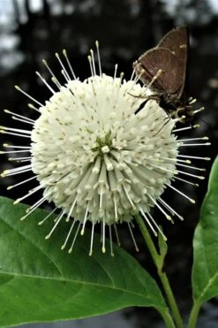 Buttonbush (Cephalanthus Occidentalis) - 1 Gallon Pot -SHRUBS and BUSHES Shop Buttonbush 3