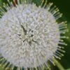 Buttonbush (Cephalanthus Occidentalis) - 1 Gallon Pot -SHRUBS and BUSHES Shop Buttonbush 4