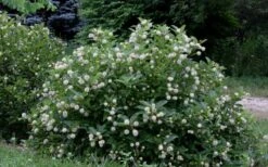 Buttonbush (Cephalanthus Occidentalis) - 1 Gallon Pot -SHRUBS and BUSHES Shop Buttonbush 6