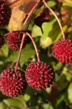 Buttonbush (Cephalanthus Occidentalis) - 1 Gallon Pot -SHRUBS and BUSHES Shop Buttonbush 7
