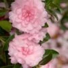 October Magic Pink Perplexion Camellia - 3 Gallon Pot 2 October Magic Pink Perplexion Camellia - 3 Gallon Pot -SHRUBS and BUSHES Shop Caellia Pink Perplexion 500x750 1