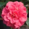 Ack-Scent Fragrant Pink Camellia Japonica - 1 Gallon Pot 1 Ack-Scent Fragrant Pink Camellia Japonica - 1 Gallon Pot -SHRUBS and BUSHES Shop Camellia Ack Scent JW 1
