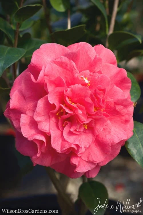 Ack-Scent Fragrant Pink Camellia Japonica - 1 Gallon Pot 3 Ack-Scent Fragrant Pink Camellia Japonica - 1 Gallon Pot