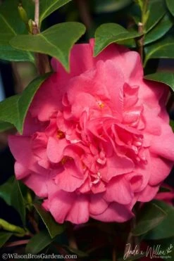 Ack-Scent Fragrant Pink Camellia Japonica - 1 Gallon Pot 11 Ack-Scent Fragrant Pink Camellia Japonica - 1 Gallon Pot -SHRUBS and BUSHES Shop Camellia Ack Scent JW 3