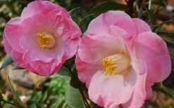 April Remembered Cold Hardy Pink Camellia Japonica - 1 Gallon Pot 9 April Remembered Cold Hardy Pink Camellia Japonica - 1 Gallon Pot -SHRUBS and BUSHES Shop Camellia April Remembered 1