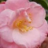 April Remembered Cold Hardy Pink Camellia Japonica - 1 Gallon Pot 2 April Remembered Cold Hardy Pink Camellia Japonica - 1 Gallon Pot -SHRUBS and BUSHES Shop Camellia April Remembered 1 500x750 1