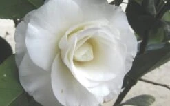 April Snow Camellia Japonica - 1 Gallon Pot -SHRUBS and BUSHES Shop Camellia April Snow 1