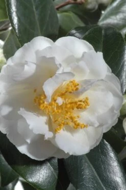 April Snow Camellia Japonica - 1 Gallon Pot -SHRUBS and BUSHES Shop Camellia April Snow 13