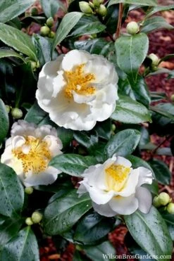 April Snow Camellia Japonica - 1 Gallon Pot -SHRUBS and BUSHES Shop Camellia April Snow 14