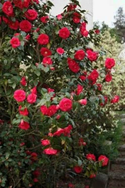 April Tryst Camellia Japonica - 7 Gallon Pot (3-4') 10 April Tryst Camellia Japonica - 7 Gallon Pot (3-4') -SHRUBS and BUSHES Shop Camellia April Tryst 2 1