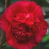 April Tryst Camellia Japonica - 2 Gallon Pot -SHRUBS and BUSHES Shop Camellia April Tryst 21