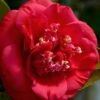 April Tryst Camellia Japonica - 7 Gallon Pot (3-4') 1 April Tryst Camellia Japonica - 7 Gallon Pot (3-4') -SHRUBS and BUSHES Shop Camellia April Tryst 3 1