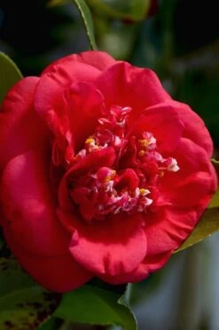 April Tryst Camellia Japonica - 2 Gallon Pot -SHRUBS and BUSHES Shop Camellia April Tryst 3