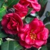 Bella Rouge Camellia Sasanqua - 2 Gallon Pot -SHRUBS and BUSHES Shop Camellia Bella Rouge 10