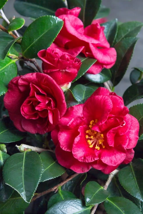 Bella Rouge Camellia Sasanqua - 2 Gallon Pot 3 Bella Rouge Camellia Sasanqua - 2 Gallon Pot
