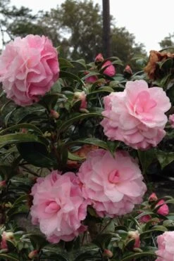Buttons 'n Bows Camellia Hybrid - 3 Gallon Pot 8 Buttons 'n Bows Camellia Hybrid - 3 Gallon Pot -SHRUBS and BUSHES Shop Camellia Buttons And Bows 1