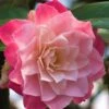Buttons 'n Bows Camellia Hybrid - 3 Gallon Pot 2 Buttons 'n Bows Camellia Hybrid - 3 Gallon Pot -SHRUBS and BUSHES Shop Camellia Buttons And Bows JW 1