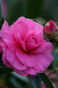 Chansonette Dwarf Weeping Camellia Sasanqua - 1 Gallon Pot 12 Chansonette Dwarf Weeping Camellia Sasanqua - 1 Gallon Pot -SHRUBS and BUSHES Shop Camellia Chansonette 2