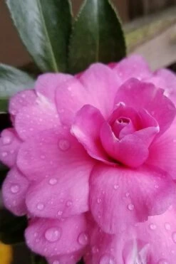 Chansonette Dwarf Weeping Camellia Sasanqua - 1 Gallon Pot 13 Chansonette Dwarf Weeping Camellia Sasanqua - 1 Gallon Pot -SHRUBS and BUSHES Shop Camellia Chansonette 4