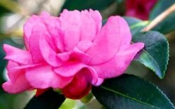 Chansonette Dwarf Weeping Camellia Sasanqua - 1 Gallon Pot 15 Chansonette Dwarf Weeping Camellia Sasanqua - 1 Gallon Pot -SHRUBS and BUSHES Shop Camellia Chansonette 5