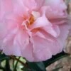 Cotton Candy Camellia Sasanqua - 6 Pack Of 1 Gallon Pots 1 Cotton Candy Camellia Sasanqua - 6 Pack Of 1 Gallon Pots -SHRUBS and BUSHES Shop Camellia Cotton Candy 500x750 1
