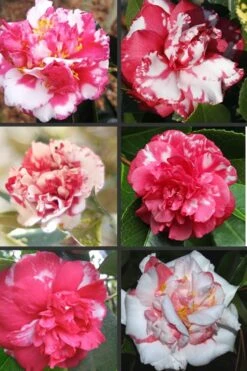 Sacred Dance Camellia Japonica 'Daikagura' - 3 Gallon Pot -SHRUBS and BUSHES Shop Camellia Daikagura Colors 500x750 1